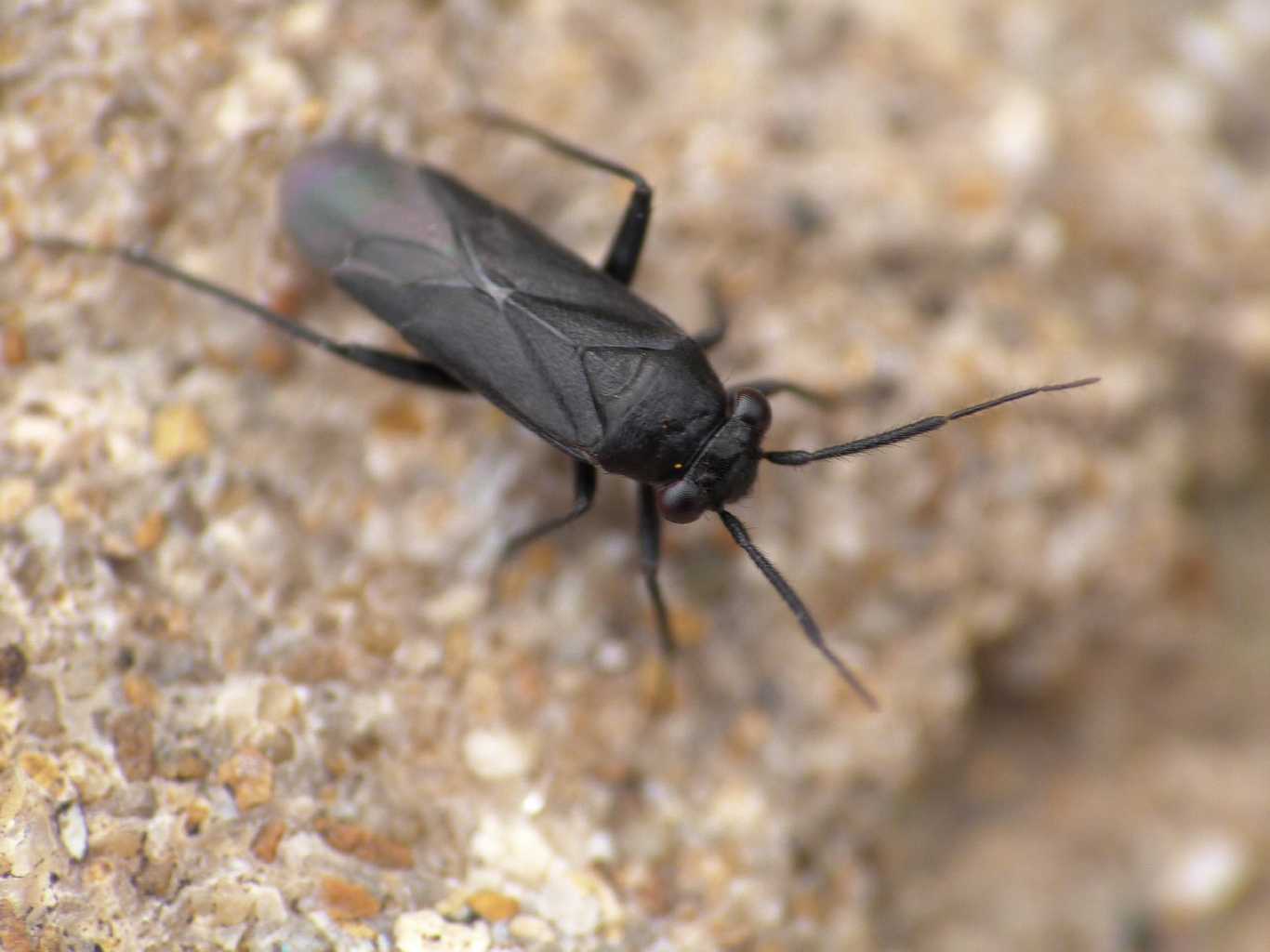 Miridae: Pachytomella sp. di S. Severa (RM)?